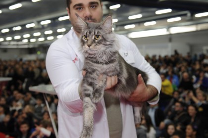 A Pesaro la Mostra Felina “Mondogatto” item-thumbnail