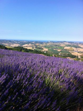 Lavanda in fiore a Mombaroccio item-thumbnail