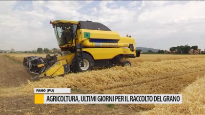 Agricoltura, ultimi giorni per il raccolto del grano item-thumbnail