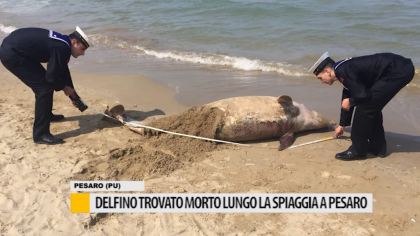 Delfino trovato morto lungo la spiaggia a Pesaro – VIDEO item-thumbnail
