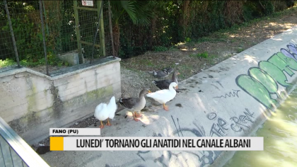 Lunedì tornano gli anatidi nel canale Albani – VIDEO item-thumbnail