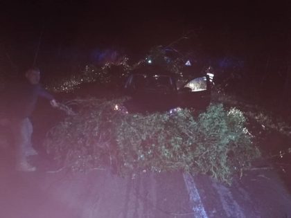 Albero cade su un’auto in transito. Tragedia sfiorata vicino Fossombrone item-thumbnail