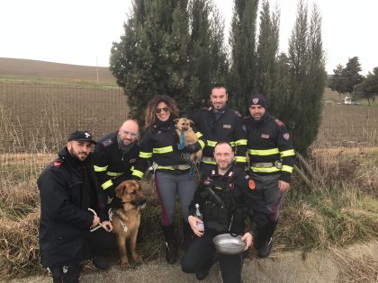 Scappano dal recinto e finiscono in autostrada. Rocky e Stellina salvati da polizia e carabinieri – VIDEO item-thumbnail