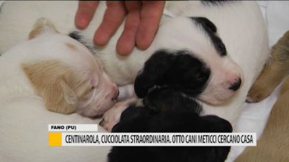 Centinarola, cucciolata straordinaria. Otto cani meticci cercano casa – VIDEO item-thumbnail
