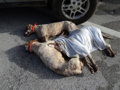 Sequestrati cani maltrattati e deceduti al porto di Ancona (immagini forti) item-thumbnail