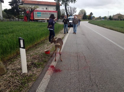 Capriolo investito in Via Chiaruccia. L’animale è stato soppresso item-thumbnail