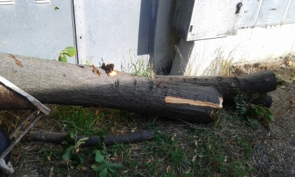 albero 3