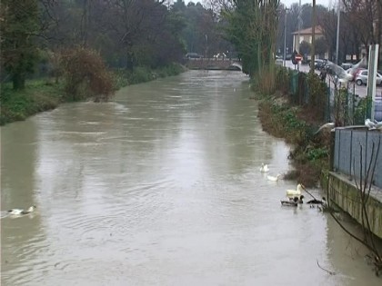Canale Albani: sostituiti 300 metri di rete, anatidi al sicuro item-thumbnail