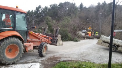 albero caduto