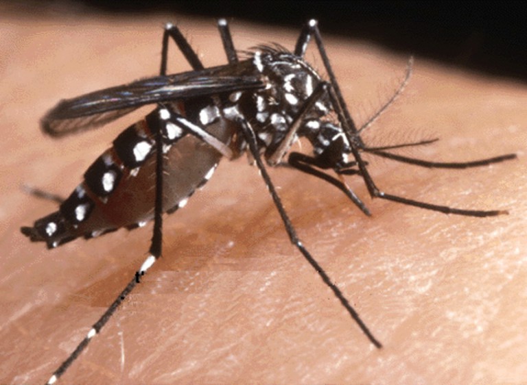 Caso di dengue a Pesaro: disinfestazione straordinaria contro la zanzara tigre a Loreto e Pronto Soccorso