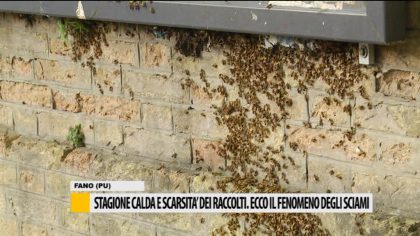 Stagione calda e scarsità dei raccolti, ecco il fenomeno degli sciami item-thumbnail