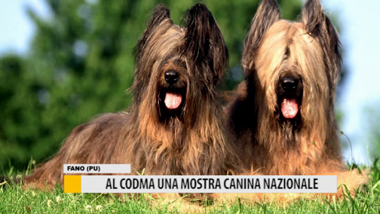 Al CODMA una mostra canina nazionale – VIDEO
