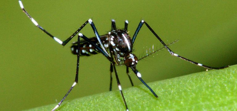 Intervento di disinfestazione contro la Zanzara Tigre e la Zanzara Comune nelle aree cimiteriali