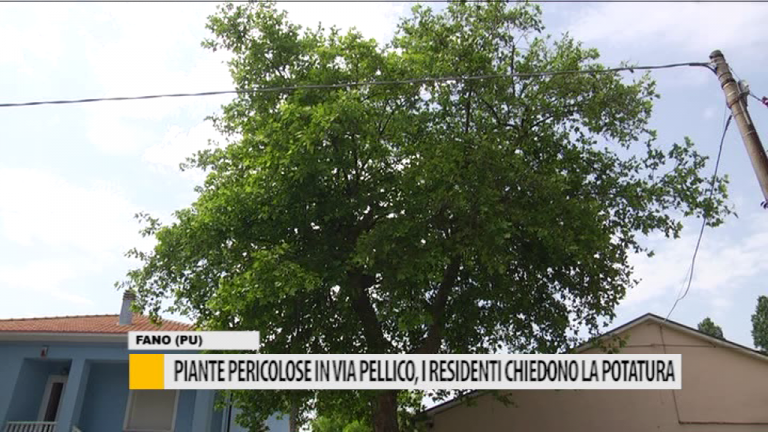 Piante pericolose in via Pellico, i residenti chiedono la potatura – VIDEO