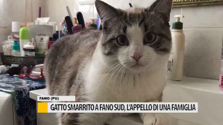Gatto Smarrito A Fano Sud Lappello Di Una Famiglia Video