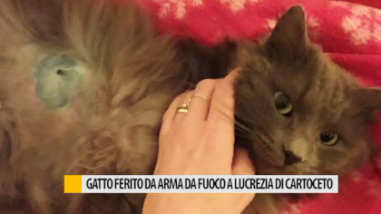 Gatto ferito da arma da fuoco a lucrezia di Fano – VIDEO item-thumbnail