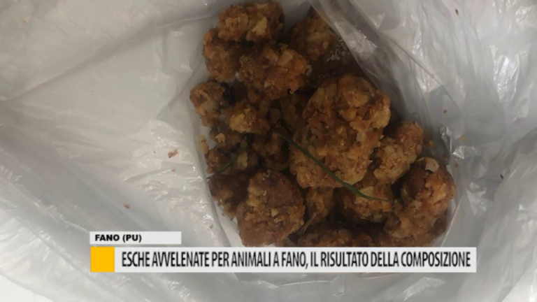 Esche avvelenate per animali a Fano, il risultato della composizione – VIDEO