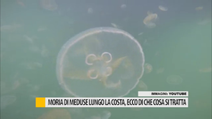 Moria di meduse lungo la costa, ecco di che cosa si tratta – VIDEO item-thumbnail