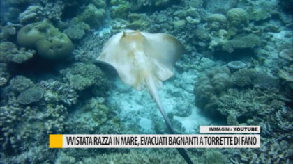 Avvistata razza in mare, evacuati bagnanti a Torrette di Fano – VIDEO item-thumbnail