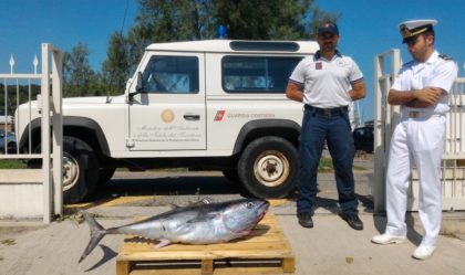 Pesca: sequestrato un tonno rosso di 50 kg venduto a un ristoratore fanese. Multe per 2.800 euro item-thumbnail