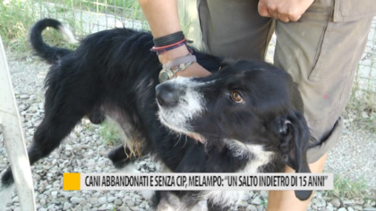 Cani abbandonati e senza cip, Melampo: “Un salto indietro di 15 anni” – VIDEO item-thumbnail