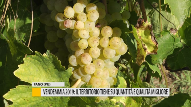 Vendemmia 2019: il territorio tiene su quantità e qualità migliore – VIDEO