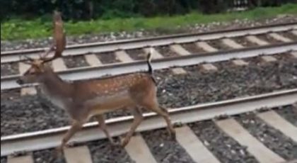 Daino si aggira lungo i binari, treni rallentati tra Fano e Pesaro item-thumbnail