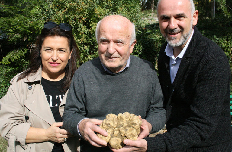 Acqualagna: trovato maxi tartufo bianco da un chilo e centoquarantatre grammi Acqualagna: trovato maxi tartufo bianco da un chilo e centoquarantatre grammi