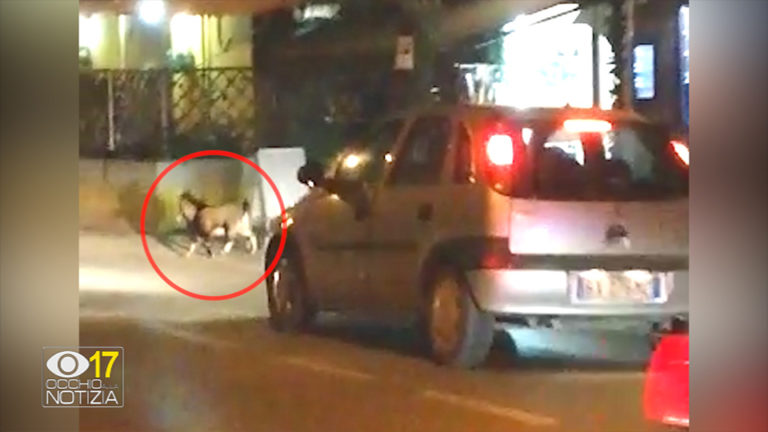 Che cosa ci fa una capra a passeggio sulla Flaminia a Cuccurano di Fano ? – VIDEO