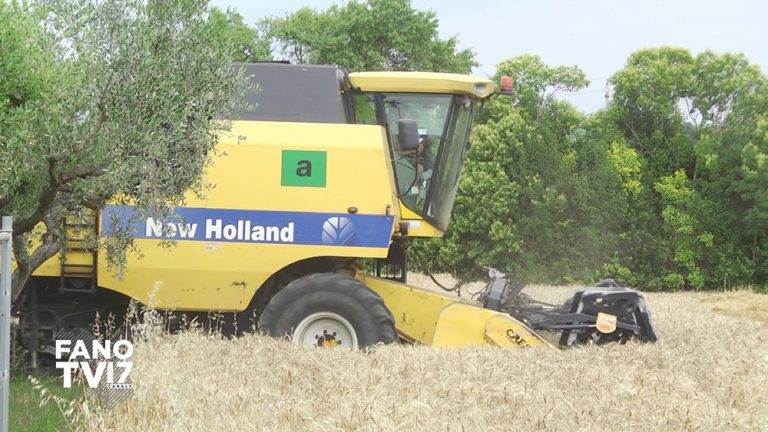 Al via la trebbiatura 2020, Coldiretti: qualità e quantità per grano e orzo