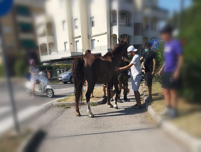 Cavallo scappa da un maneggio: recuperato dal proprietario in via Pertini a Fano