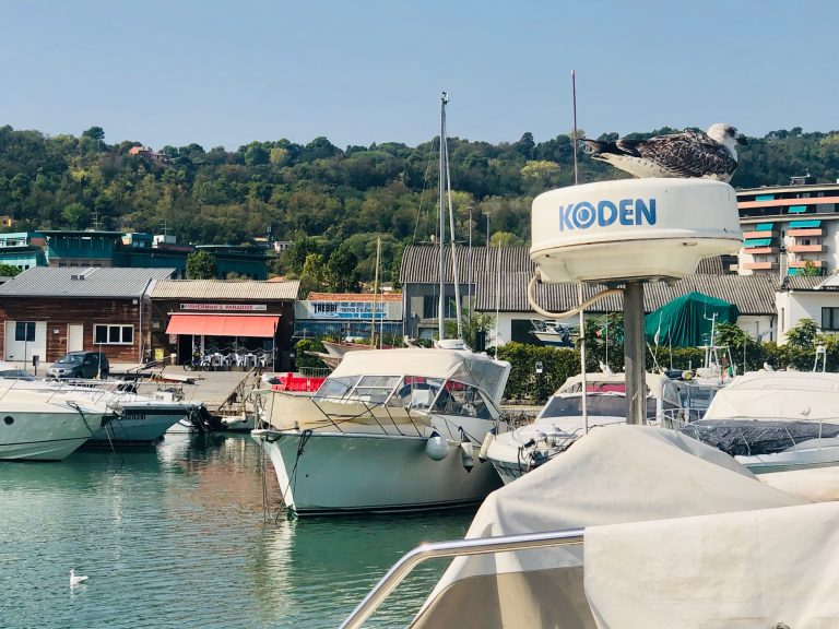 Pesaro, maxi esercitazione al porto: simulata un’esplosione a bordo, debutta il MEC 1 del 118