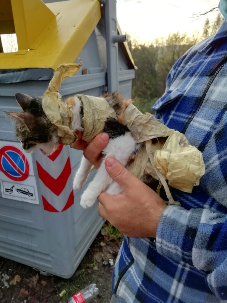 Gatta abbandonata in un cassonetto della plastica: salvata da due volontari ENPA – (VIDEO)
