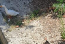 Canale Albani, cala il livello dell’acqua: misure per proteggere pesci e anatidi