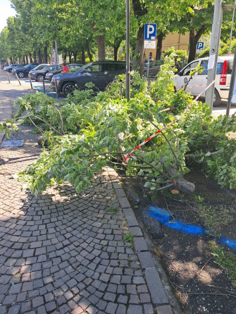 Maltempo Pesaro: decine di interventi per rimuovere rami e alberi caduti e per la messa in sicurezza delle aree più critiche