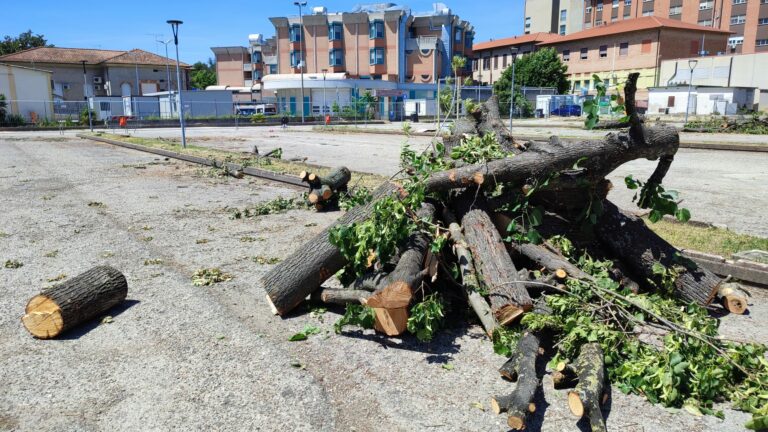 Lupus in Fabula: «A Fano ennesima strage di alberi per far posto al cemento»