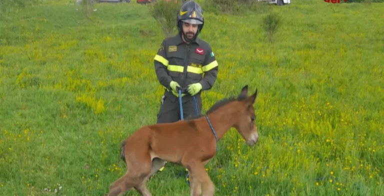 Cerreto, puledro cade in un fossato: salvato dai vigili del fuoco