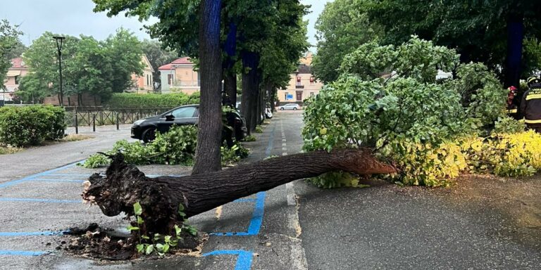Maltempo a Pesaro, alberi caduti e disagi alla viabilità: Vigili del Fuoco e Polizia Locale al lavoro (FOTO)