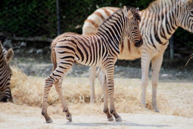 Il Parco Zoo Falconara dà il benvenuto a un cucciolo di zebra