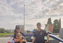 Cane smarrito in Autostrada salvato dalla Polizia Stradale