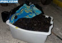 Sorpreso a pescare circa 500 ricci di mare: sanzionato dalla Polizia di Stato