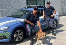Controlli in A14: auto sovraccarica e cane in condizioni precarie, intervento della Polizia Stradale a Marotta
