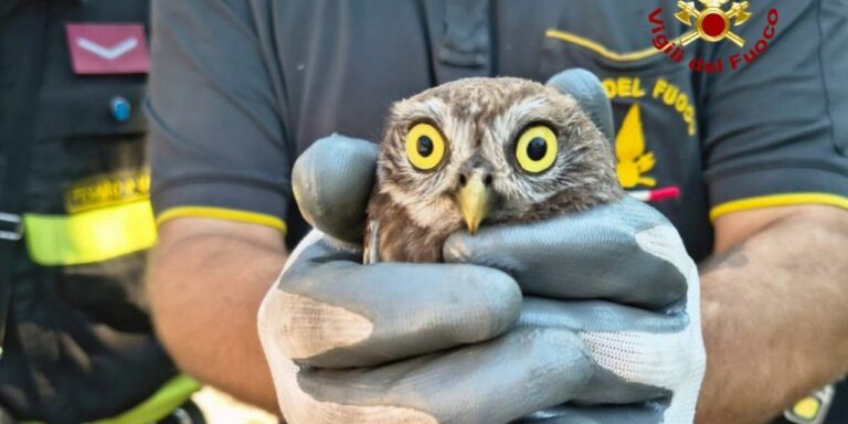 Sassocorvaro, gufo cade nella canna fumaria: salvato dai Vigili del Fuoco