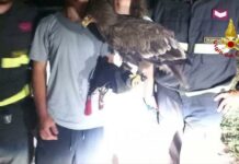 Cagli, recuperata aquila sfuggita al proprietario