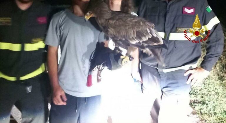 Cagli, recuperata aquila sfuggita al proprietario