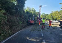 Pesaro: pianta caduta sulla Panoramica Ardizio, strada chiusa temporaneamente (FOTO)