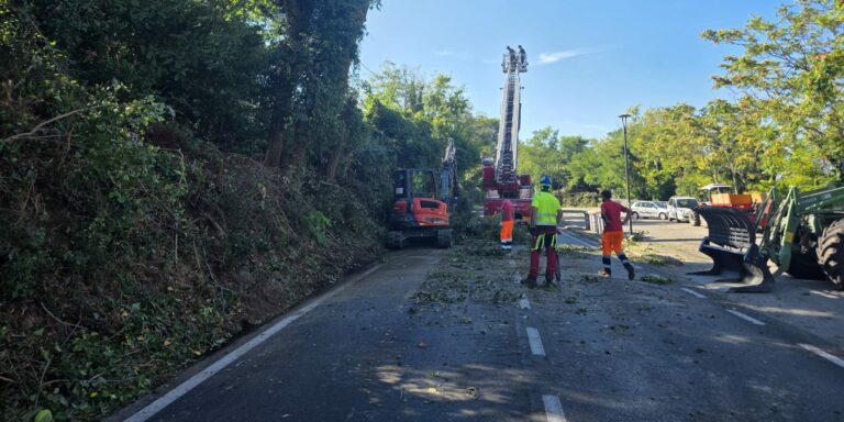 Pesaro: pianta caduta sulla Panoramica Ardizio, strada chiusa temporaneamente (FOTO)