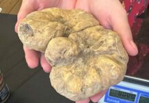 Sant’Angelo in Vado, il tartufo incontra la scienza e l’alta cucina