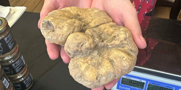 Sant’Angelo in Vado, il tartufo incontra la scienza e l’alta cucina