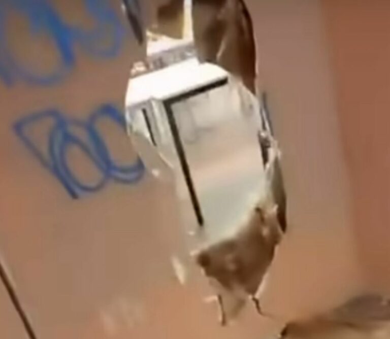 Pesaro – Ragazzi sfondano a calci il muro del Liceo Marconi: forze dell’ordine al lavoro (FOTO)